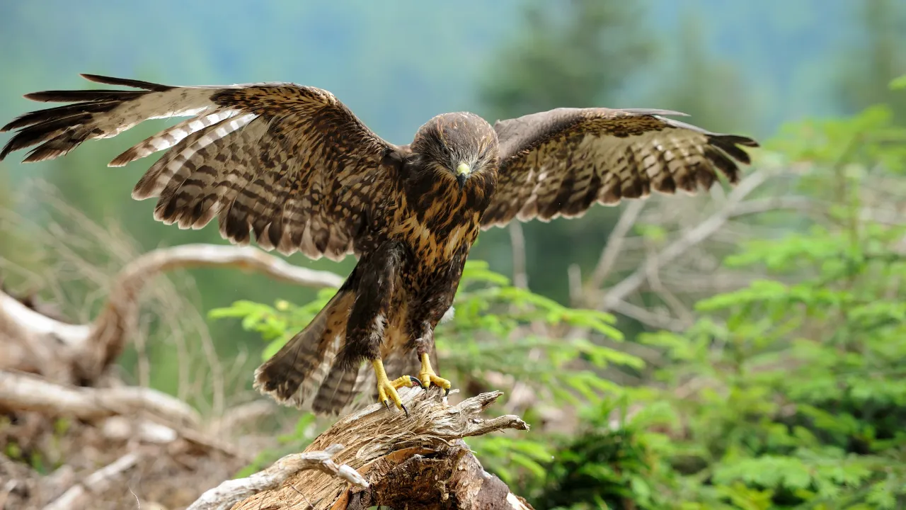 Behavior and Hunting Style