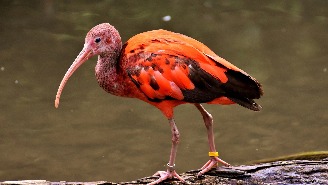 Breeding and Lifespan