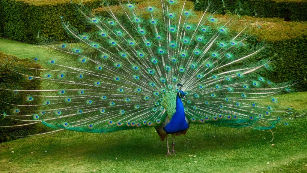 Burung Merak