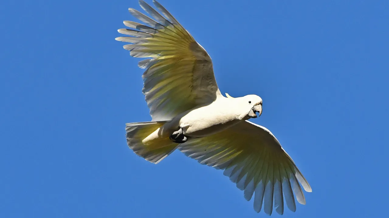 Conservation Status and Challenges