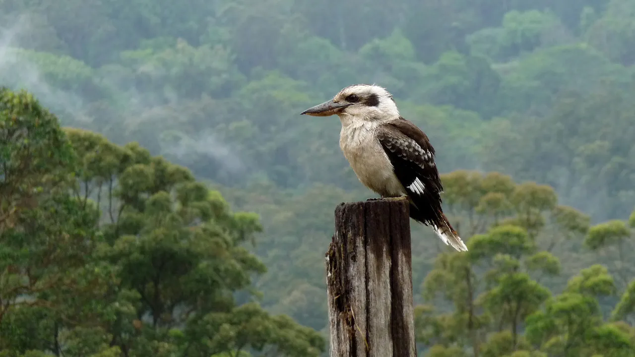 Conservation Status and Natural Habitat