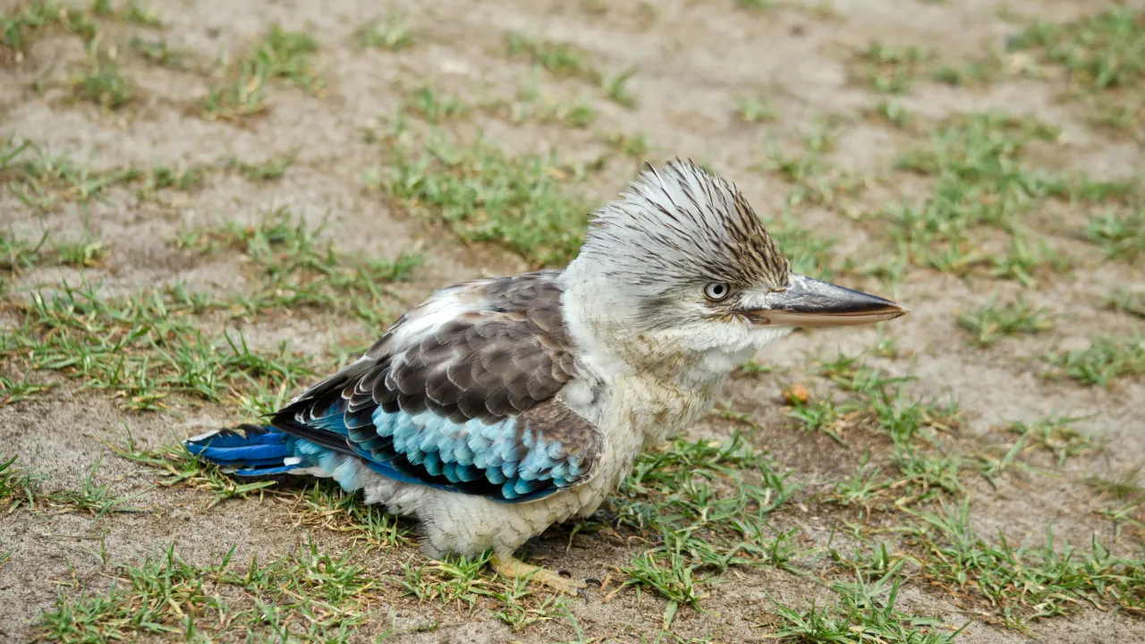 Discover the Laughing Kookaburra at Bali Bird Park