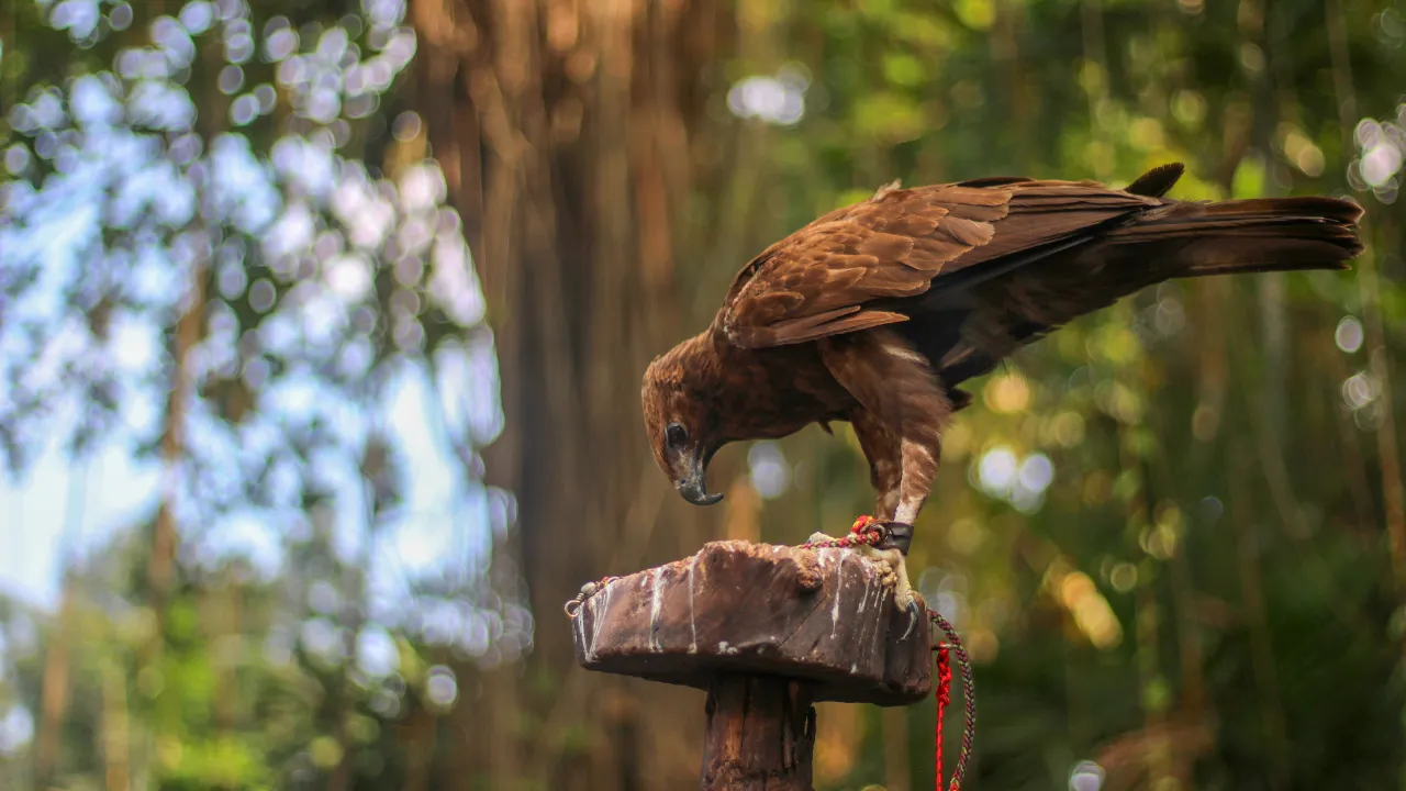 Javan Hawk Eagle: Habitat, Diet, and Conservation Status