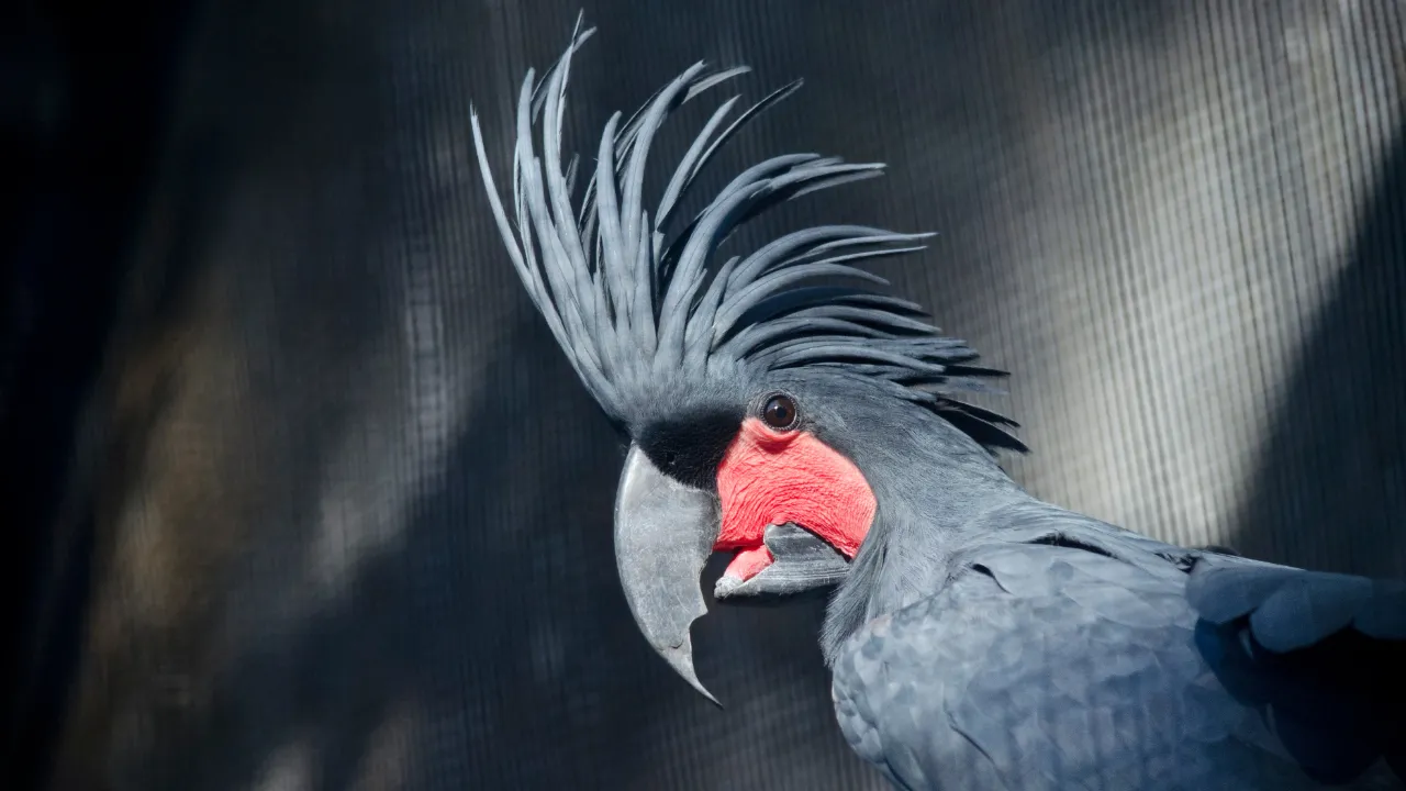 Fun Facts About Cockatoos