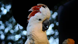 General Overview of the Cockatoo