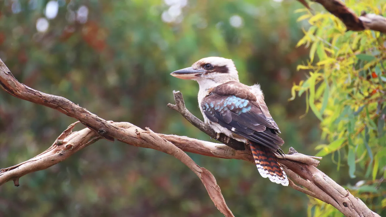 General Overview of the Kookaburra Bird