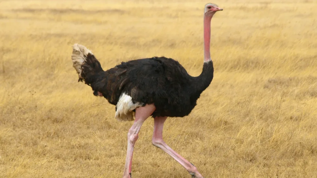 Burung Unta