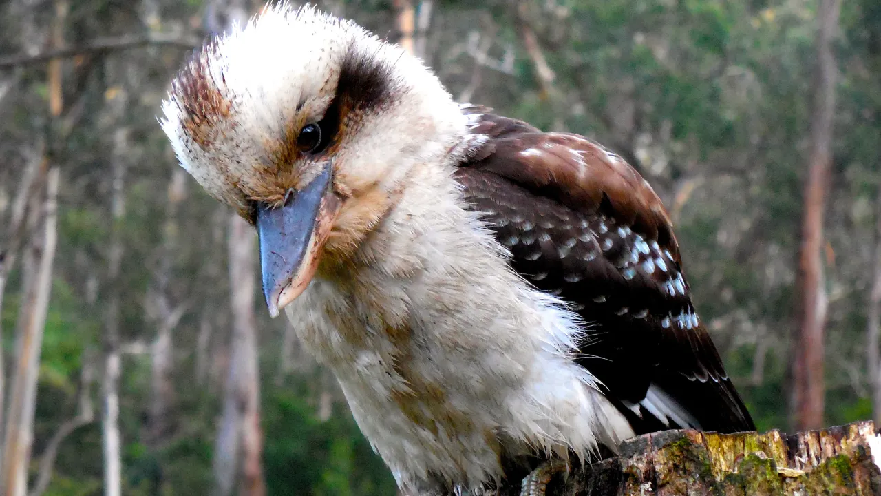 Introduction – Meet the Kookaburra Bird
