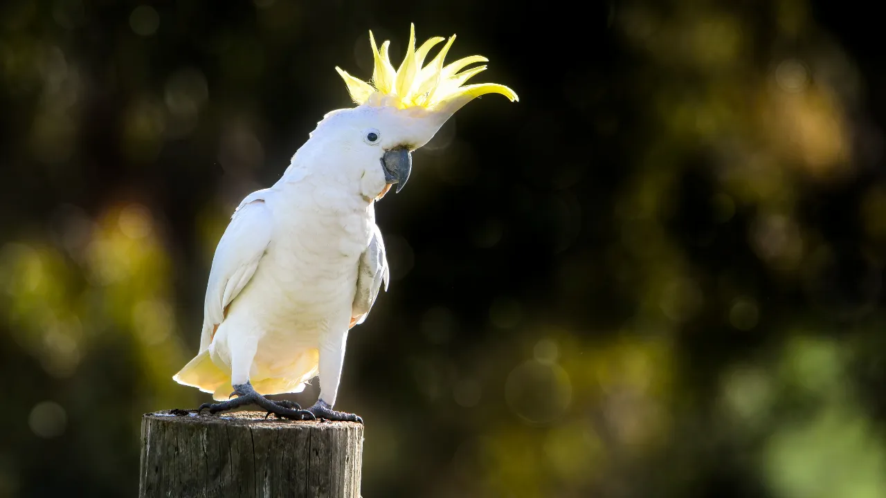 Say Hello to the Bird Cockatoo