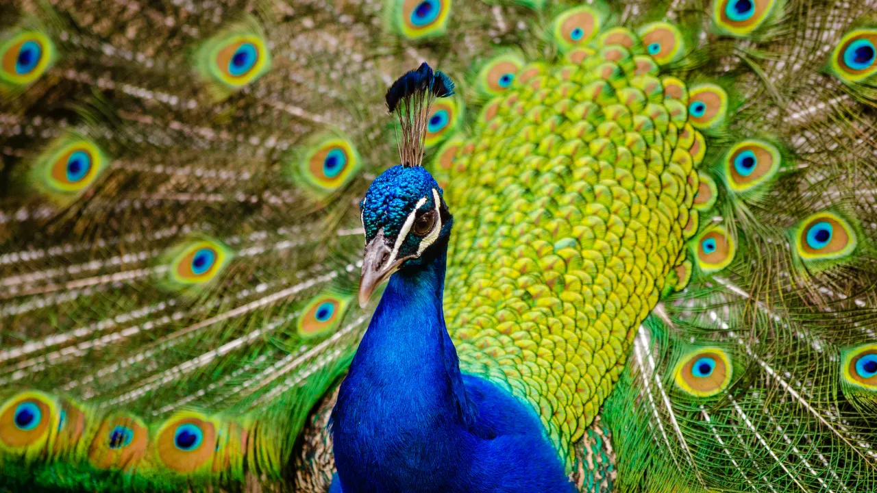 Jenis Burung Merak