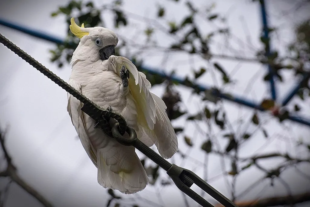 Jenis Jenis Burung Kakaktua