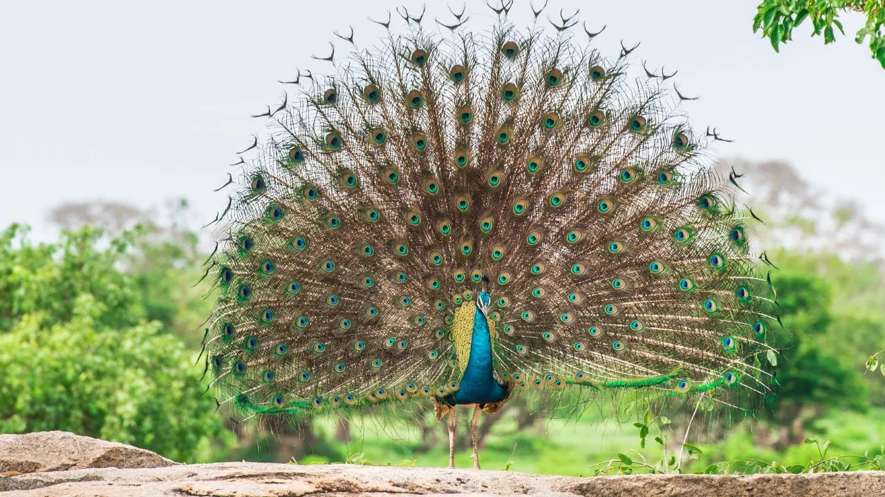 Kunjungi Bali Bird Park dan Lihat Aneka Macam Burung