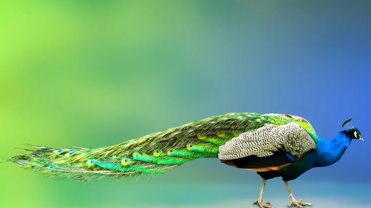 Status Konservasi Burung Merak