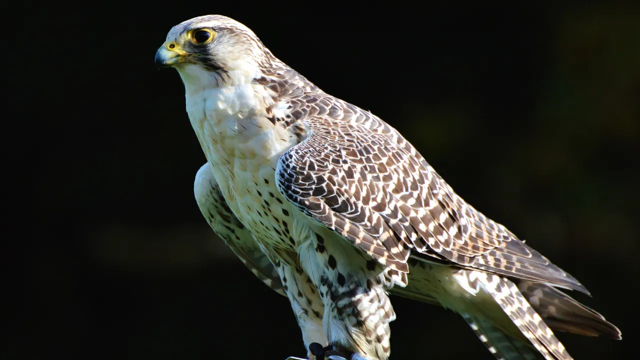 Threats and Conservation Efforts