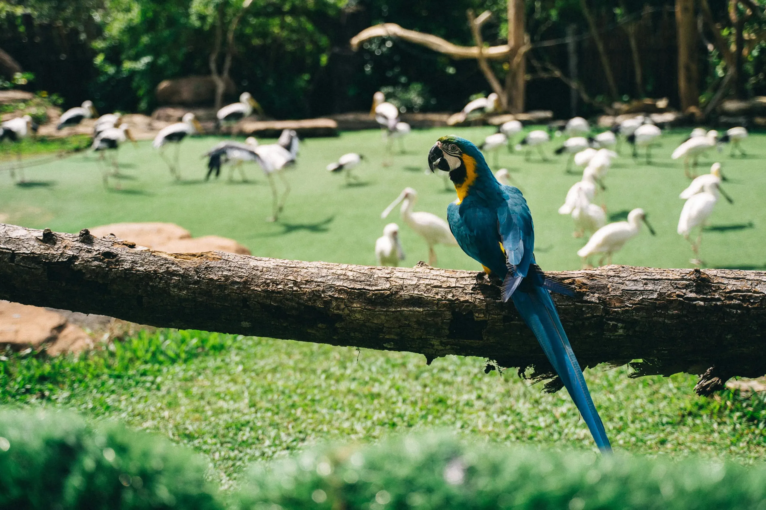 alasan harus mampir ke konservasi burung di Bali