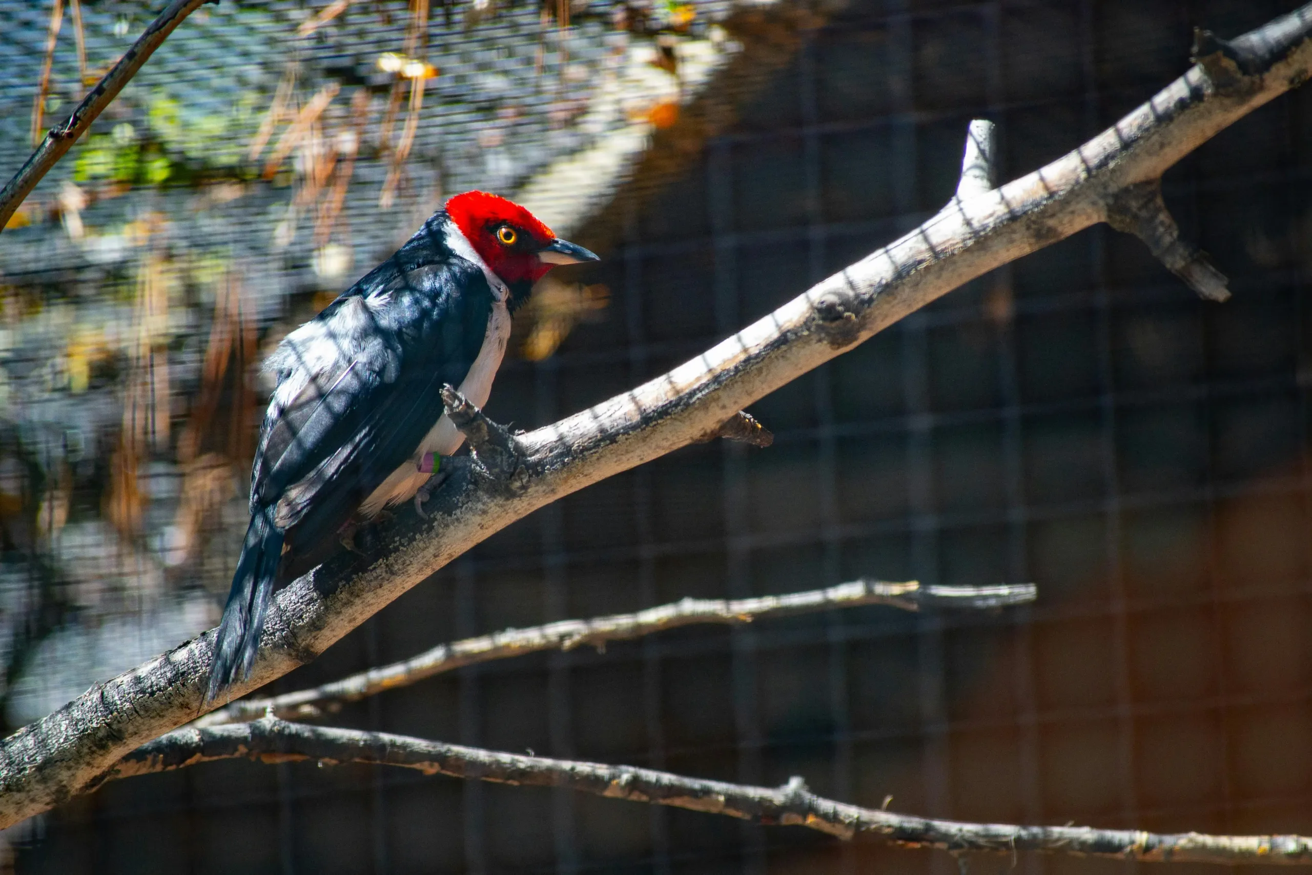 program fighting extinction melalui konservasi burung di Bali