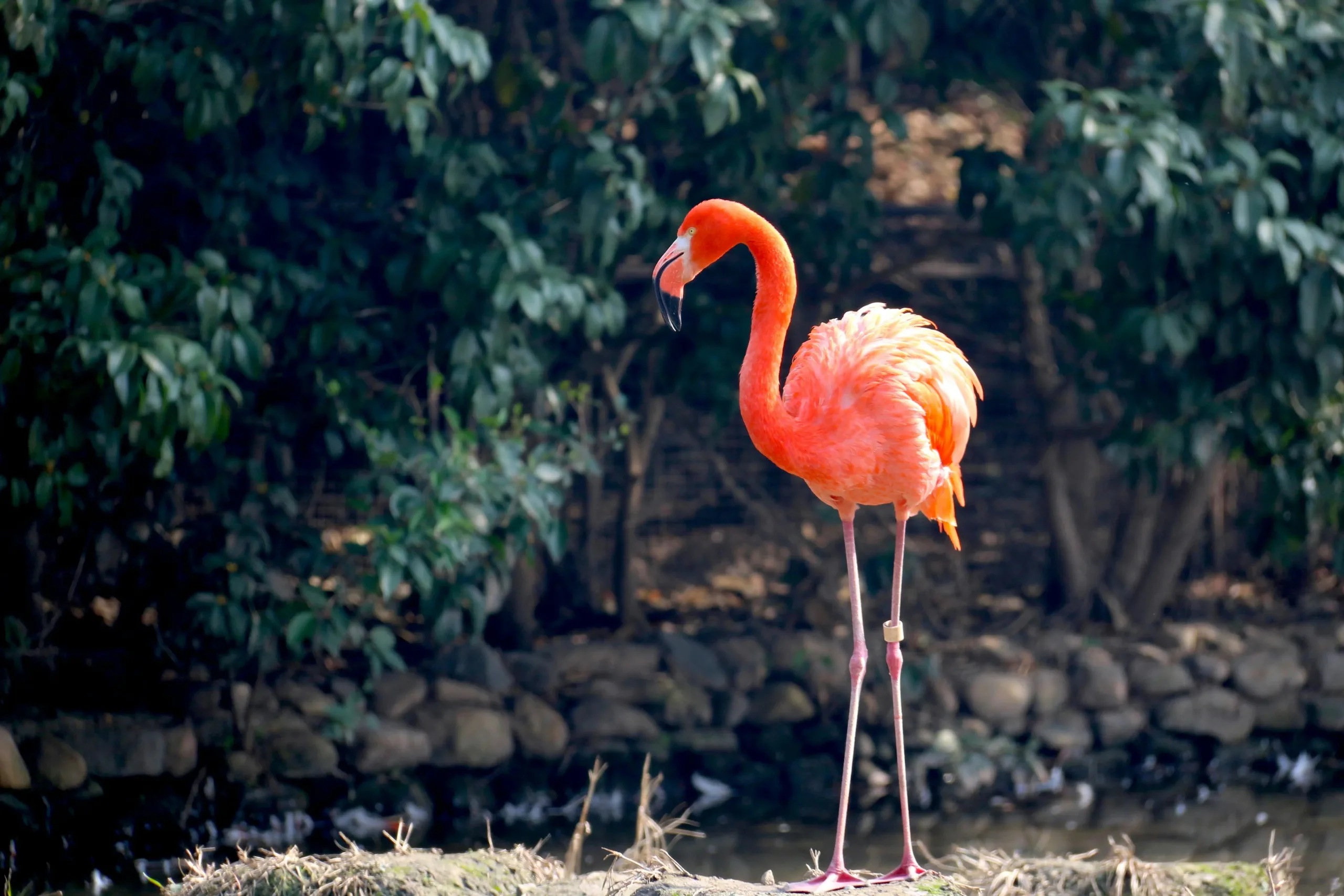 Bali Bird Park sebagai konservasi burung di Bali