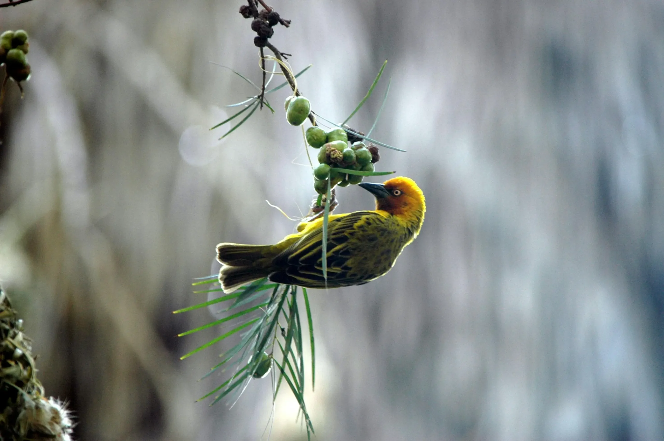 pentingnya konservasi burung di Bali