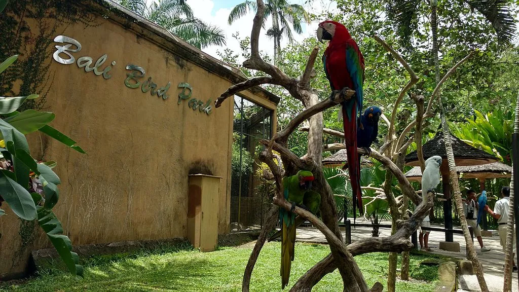 wisata Bali dekat bandara Bali Bird Park