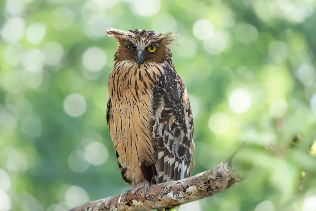 Buffy Fish Owl