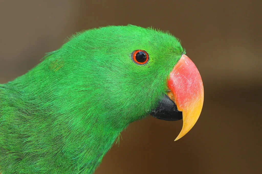 Burung Nuri Indonesia