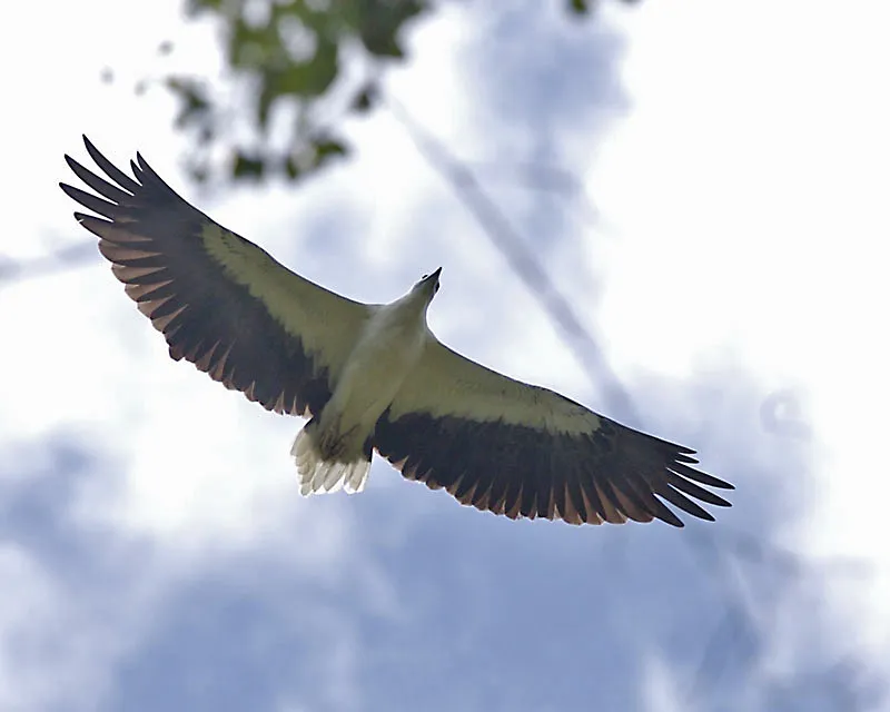 Elang Laut di Bali Bird Park
