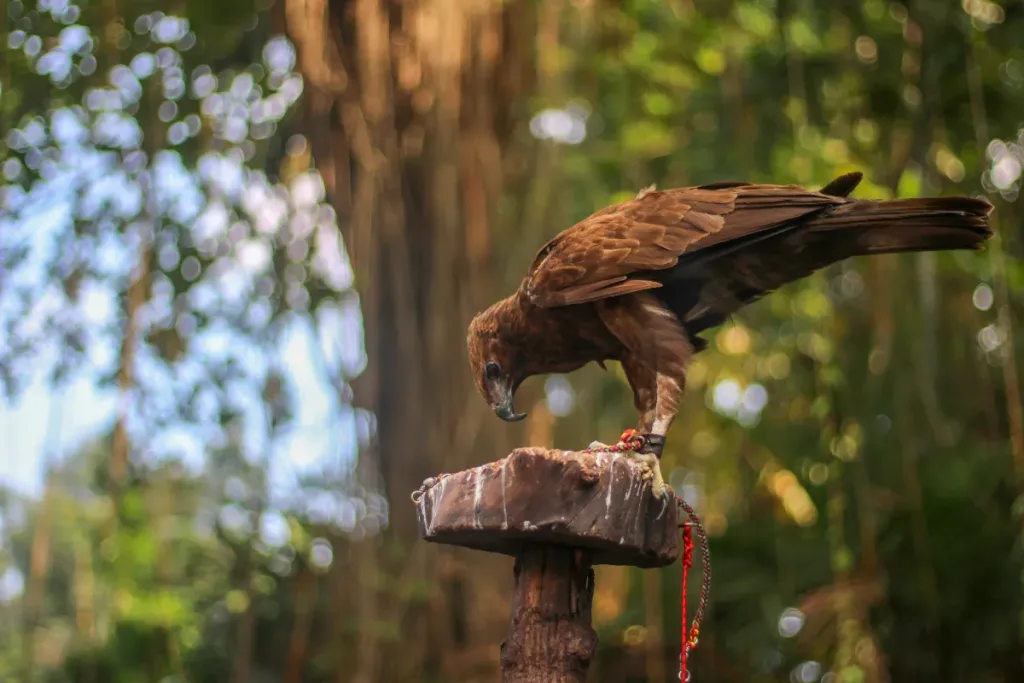 Javan Hawk Eagle