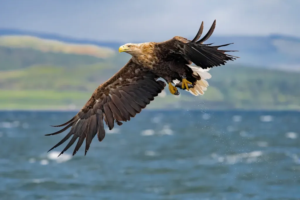 Sea Eagle