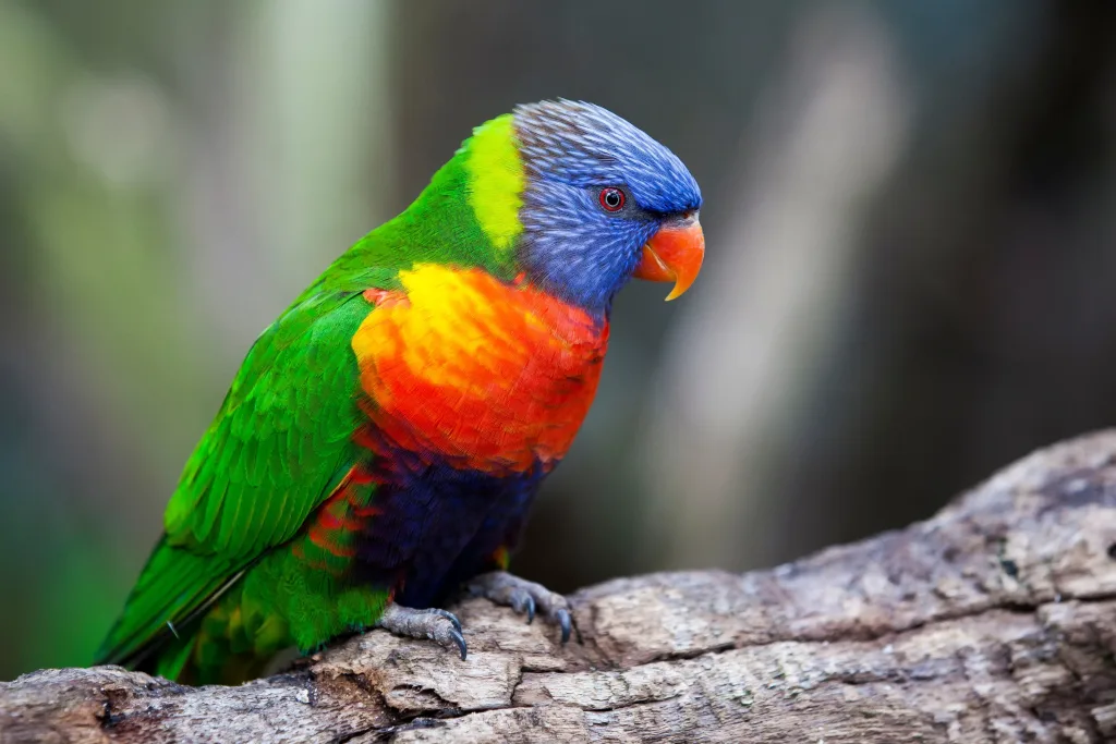 Sunset Lorikeet