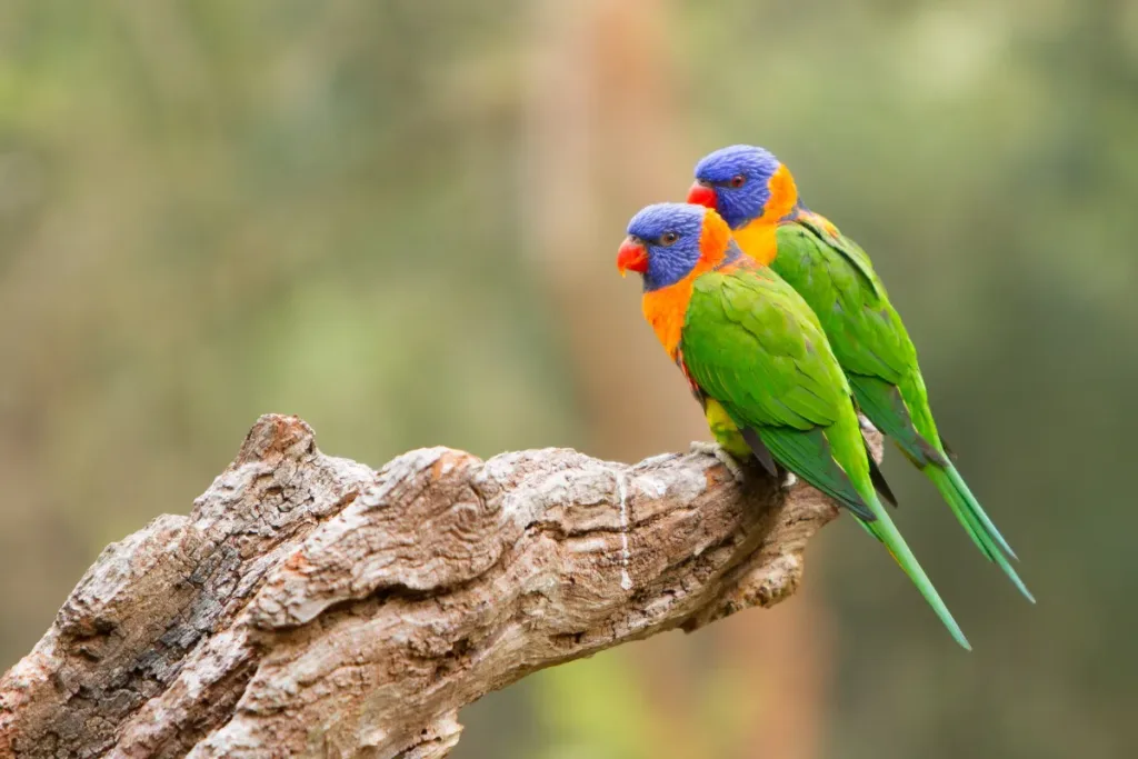 Types of Lorikeets