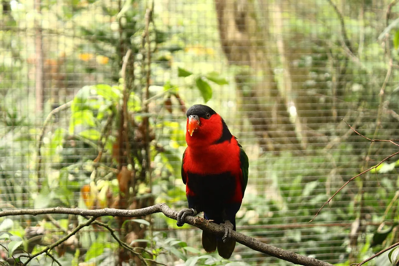 berapa macam burung nuri