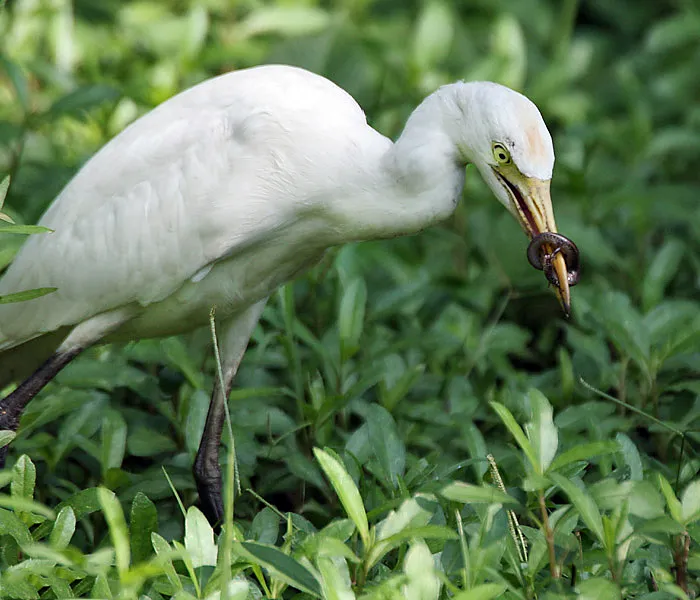 bertemu burung kuntul di Bali Bird Park
