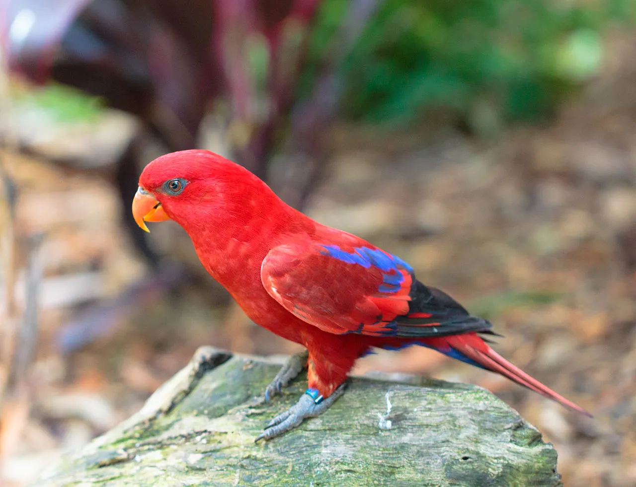 bertemu burung nuri Indonesia di Bali Bird Park