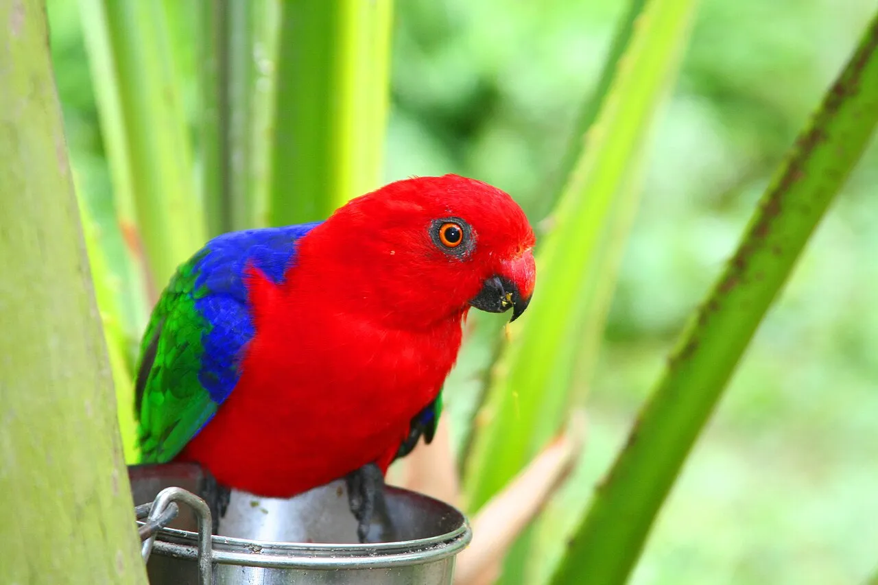 fakta unik burung nuri Indonesia