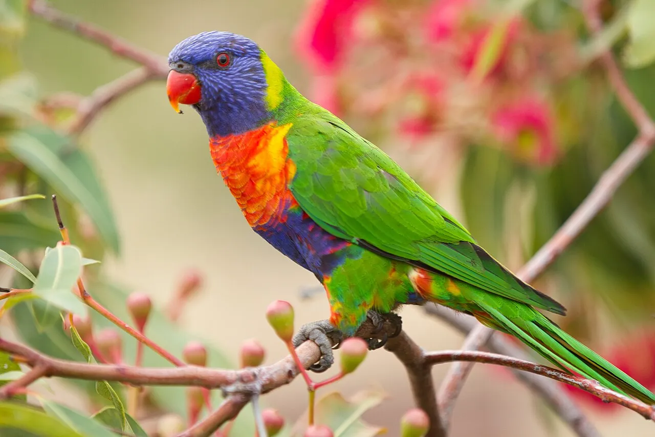 jenis burung nuri Australia