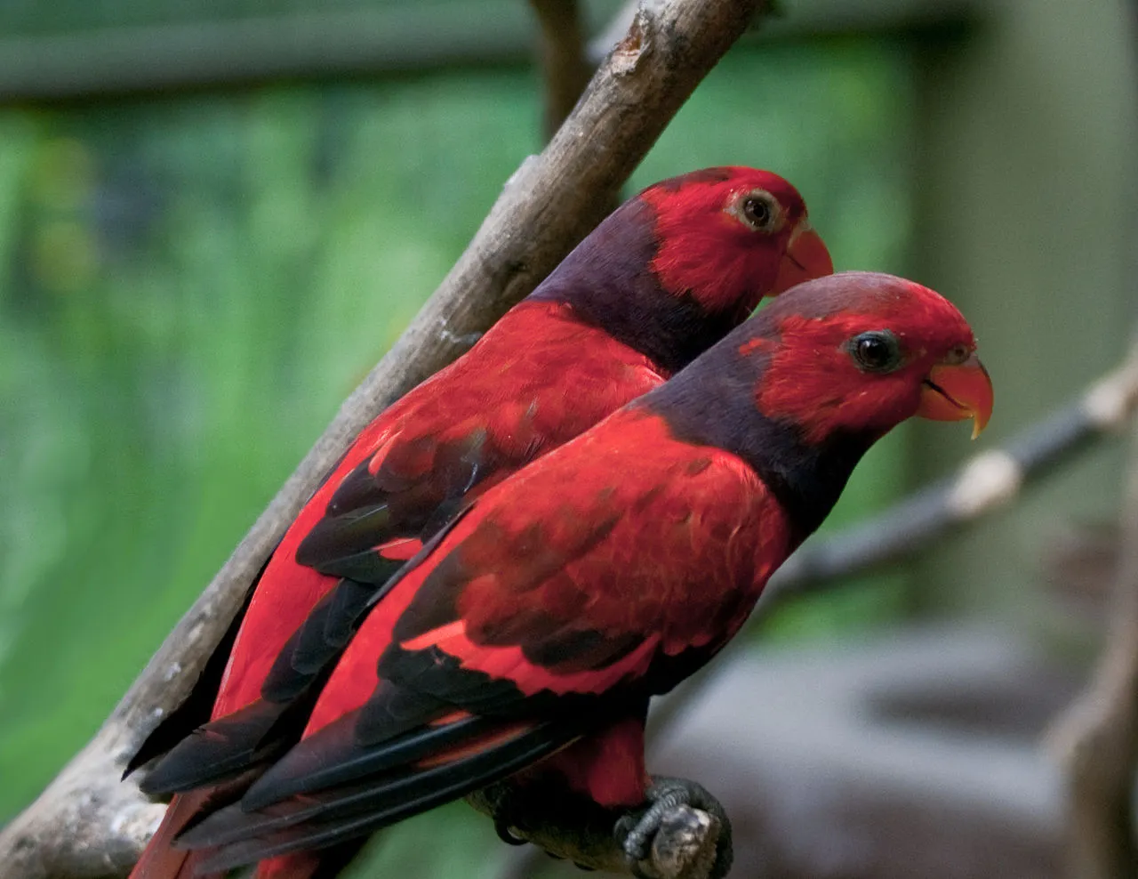 status konservasi burung nuri Indonesia