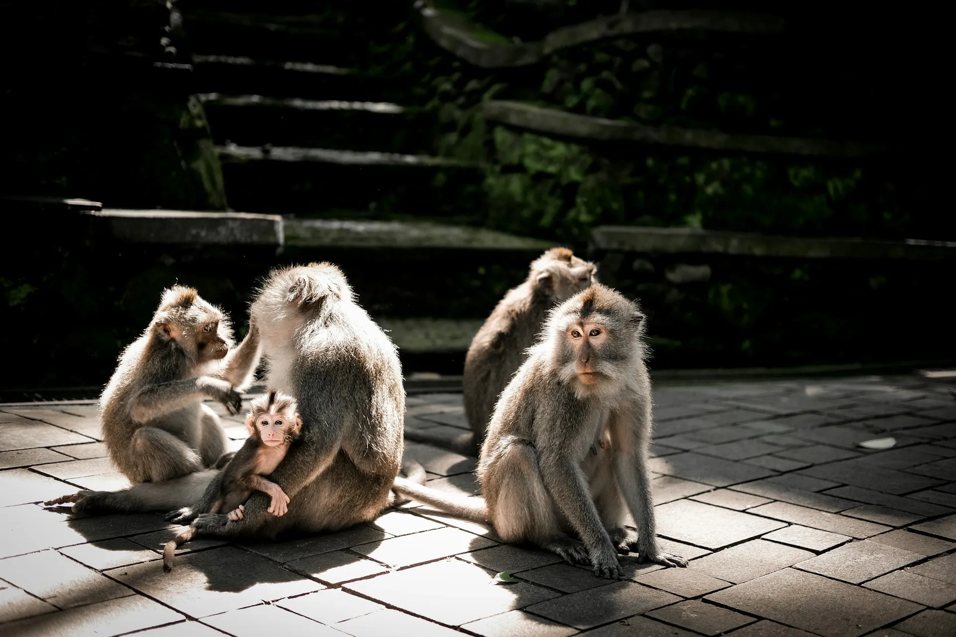 tempat study tour di Bali Monkey Forest Ubud