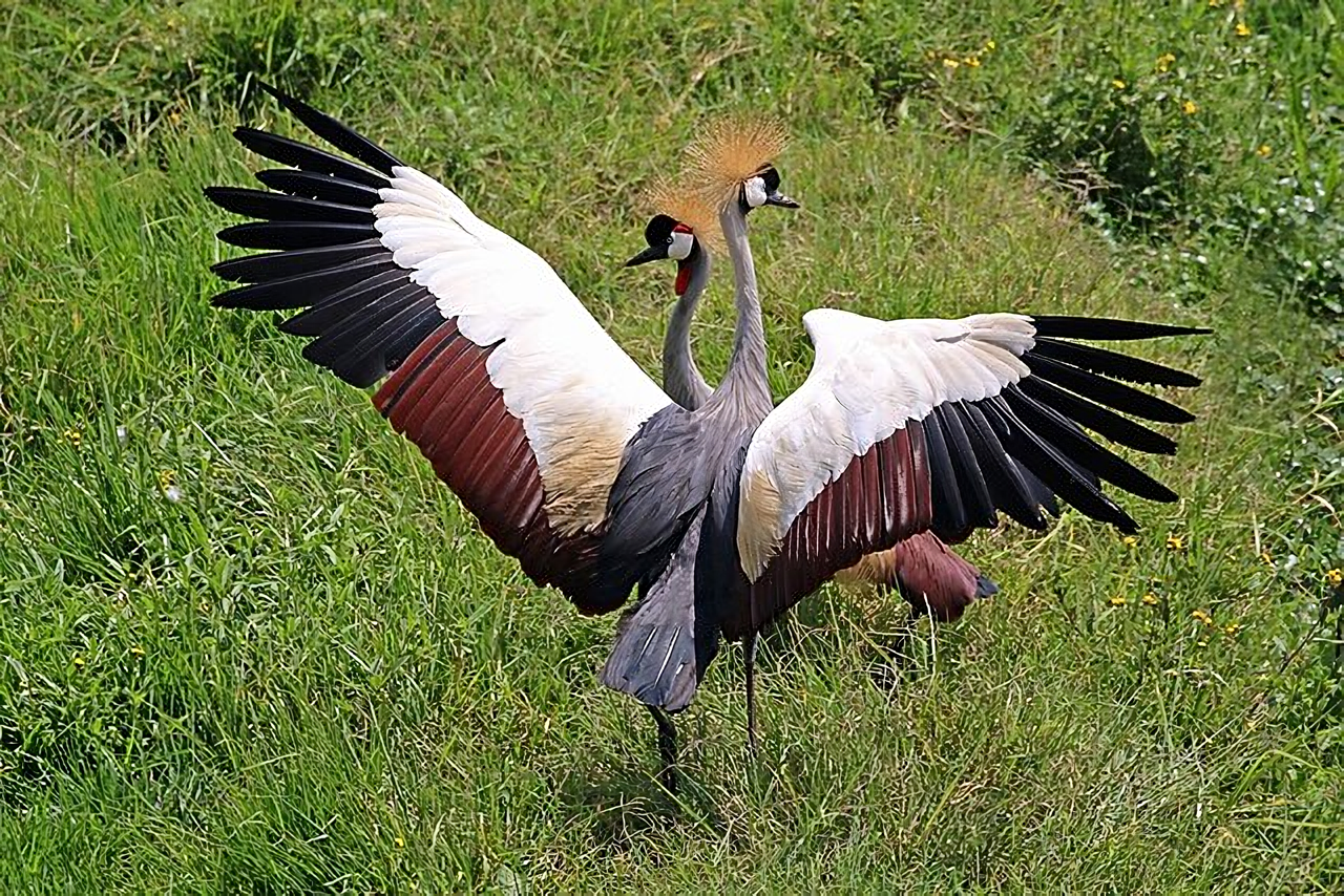 burung bangau