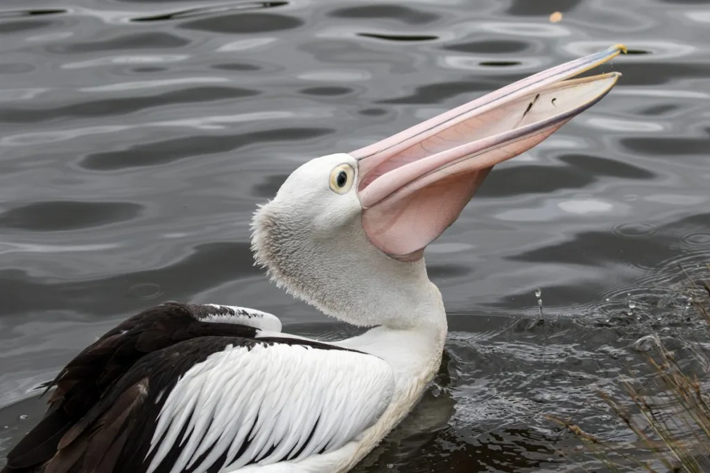 Australian pelican