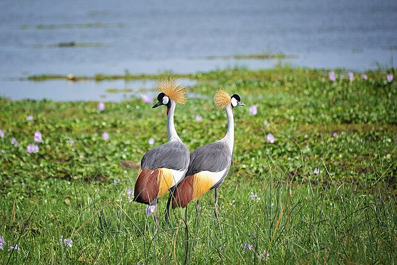 Balearica regulorum regulorum
