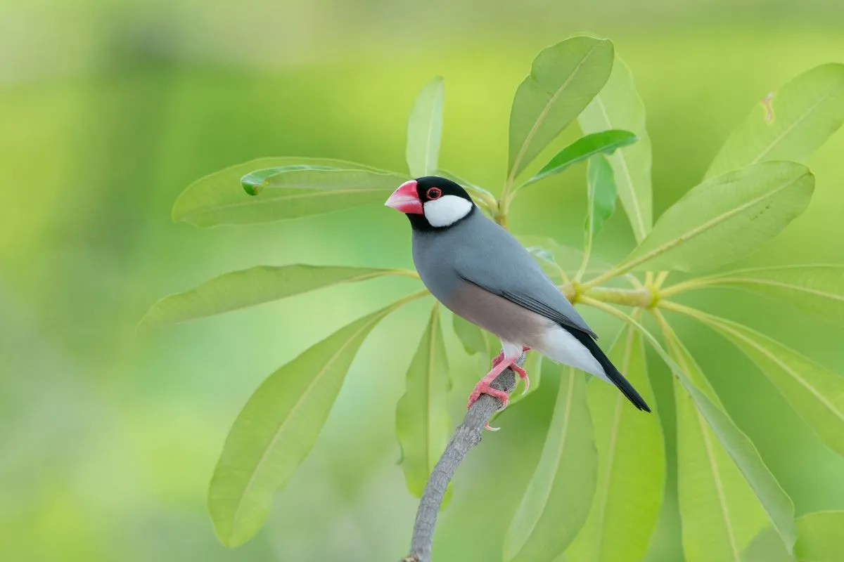 Ciri Khas Gelatik Jawa