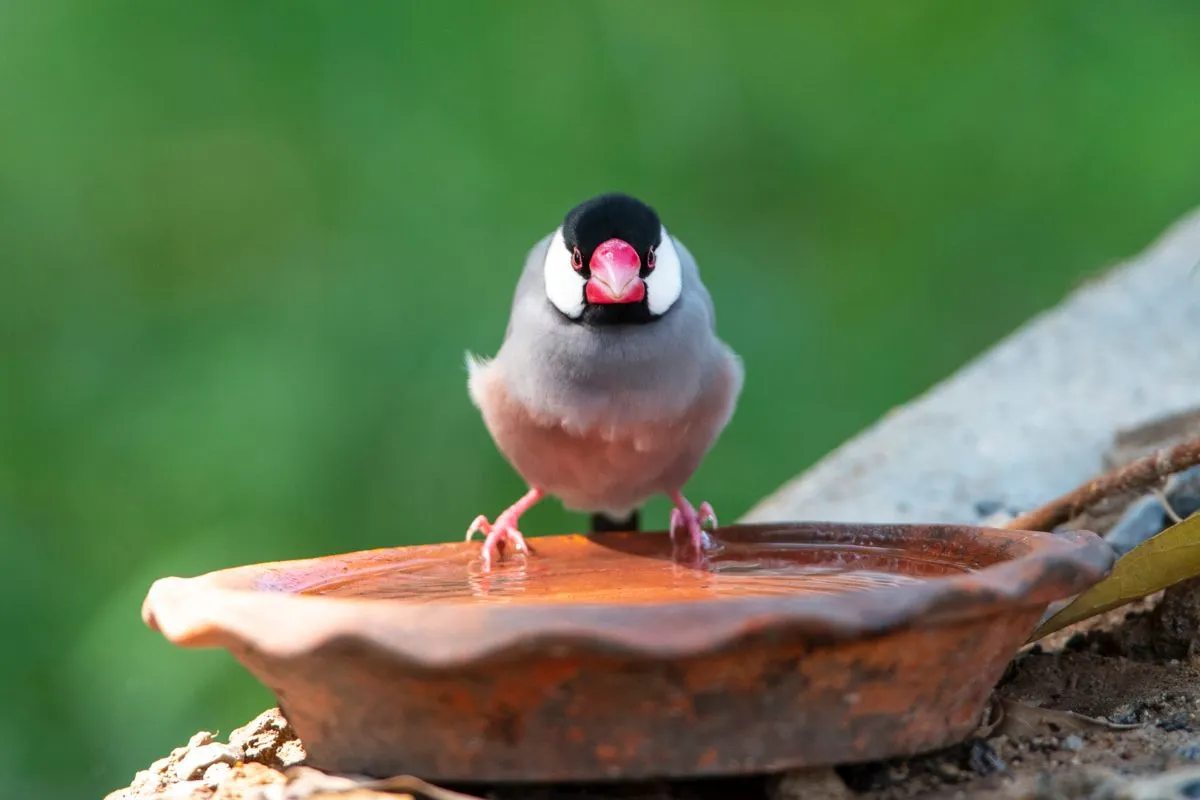 habitat gelatik jawa