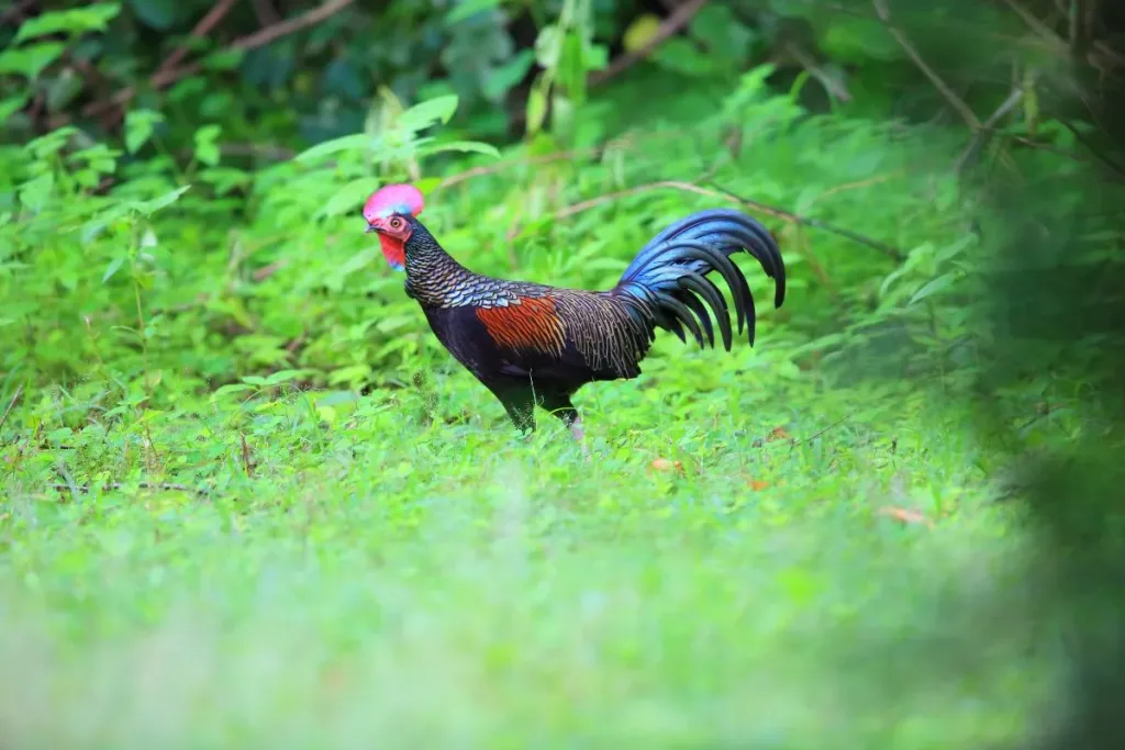 Green junglefowl