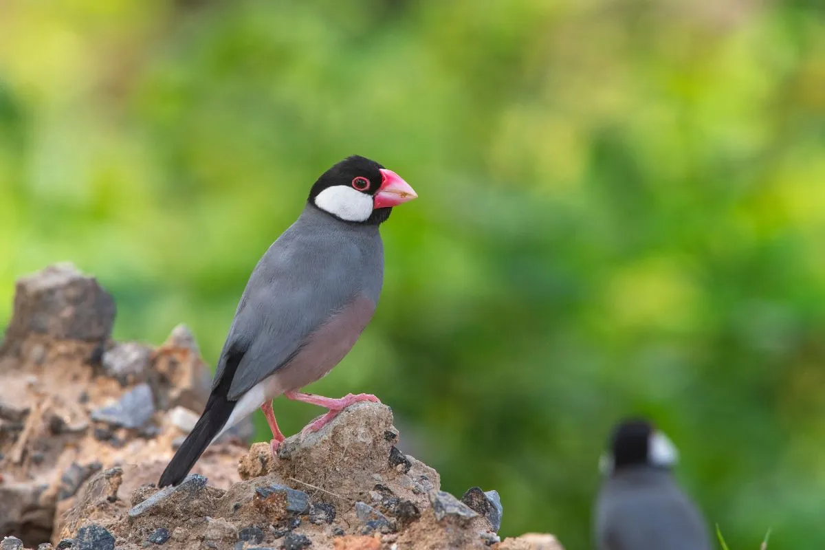 Java Sparrow food