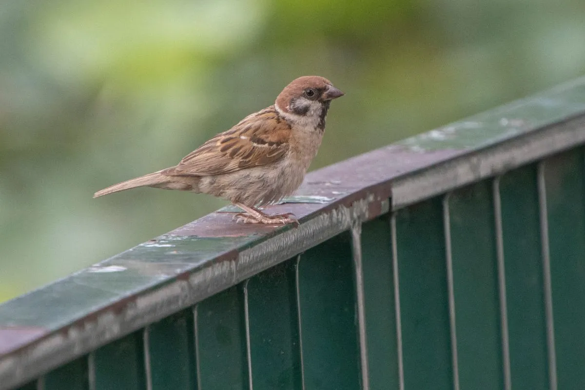 konservasi burung gelatik