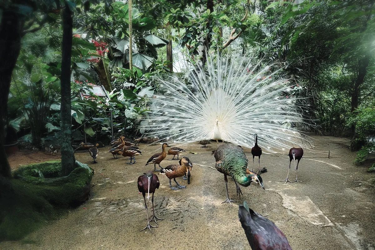 alas bali aviary bali bird park white peacock alas bali aviary bali bird park white peacock