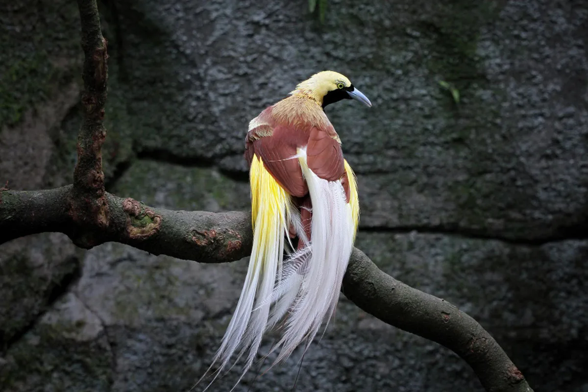 baby lesser bird of paradise papua endemic