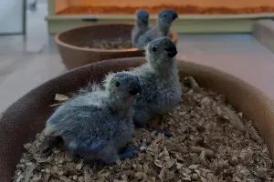 baby mitchells lorikeet breeding centre bali bird park