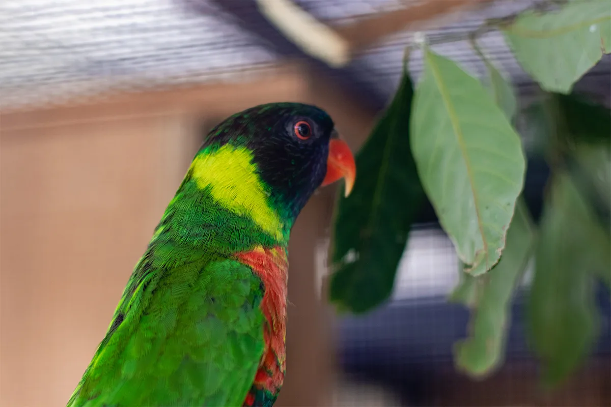 bali bird park conservation team mitchells lorikeet bali bird park conservation team mitchells lorikeet
