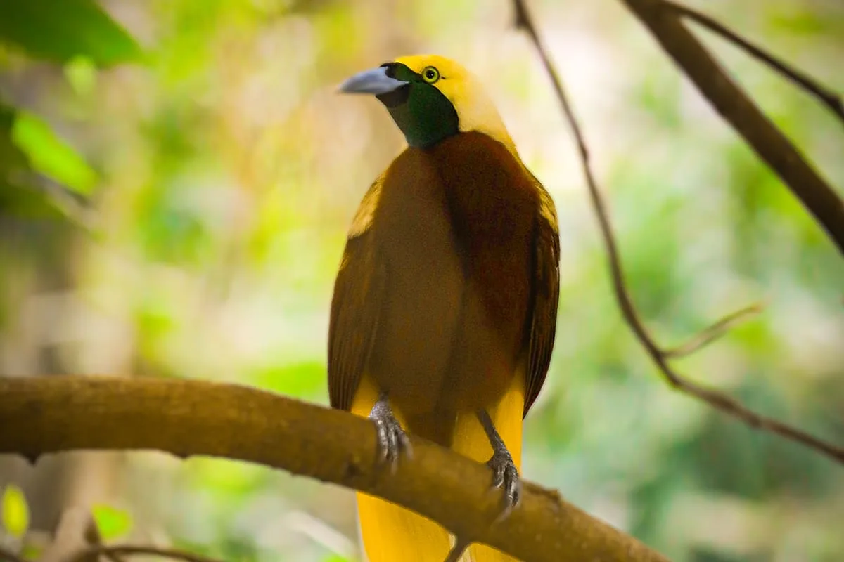 lesser bird of paradise bali bird park